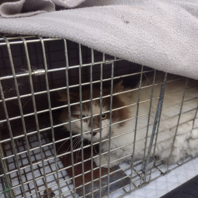 Rafael Ces Mondariz Balneario