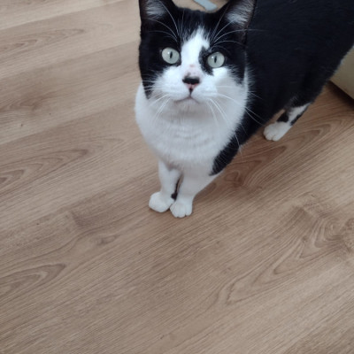 Kukito Ces Mondariz Balneario