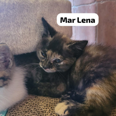 MAR LENA