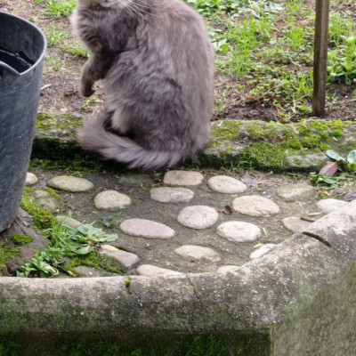 Gris Mondariz Balneario