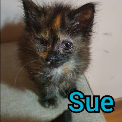 Sue