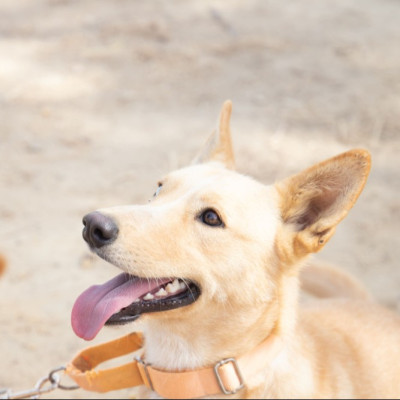 Chico
