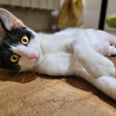 Gus