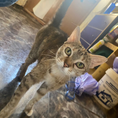 Perla