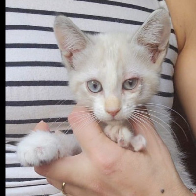 Lila