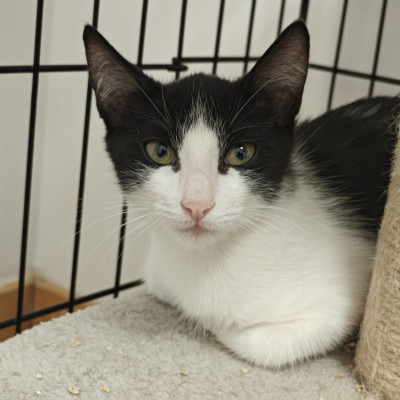 Nova
