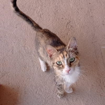 Melisa