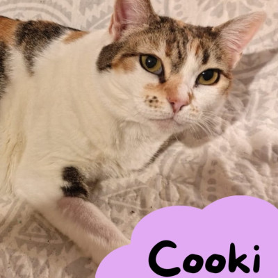 Cooki