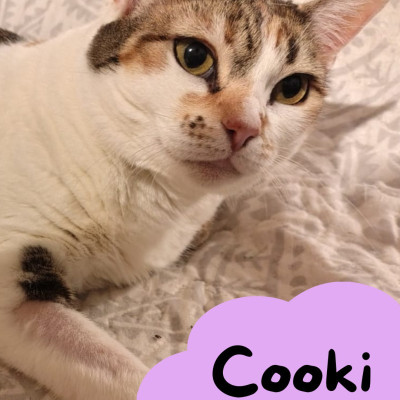 Cooki