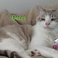 Denis