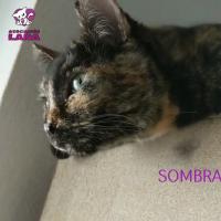 Sombra