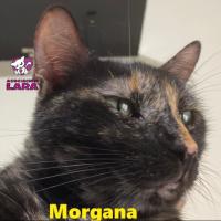 Morgana