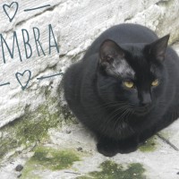 Sombra