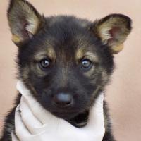 Foto de CAMADA LOBA