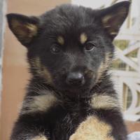 CAMADA LOBA