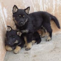CAMADA LOBA