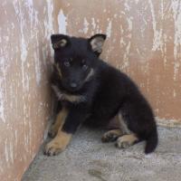 CAMADA LOBA