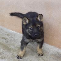 CAMADA LOBA