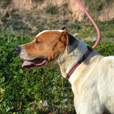 TRUCO