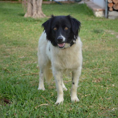 DOMINÓ