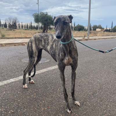 Foto de BIMBA