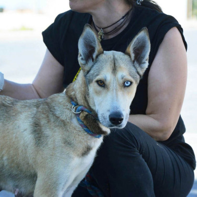 LOBA