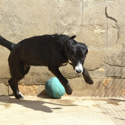 TAROLA