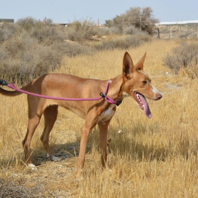 NUKA