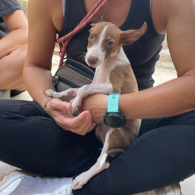YODA