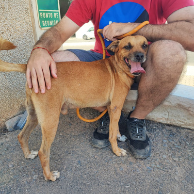 PULGUI