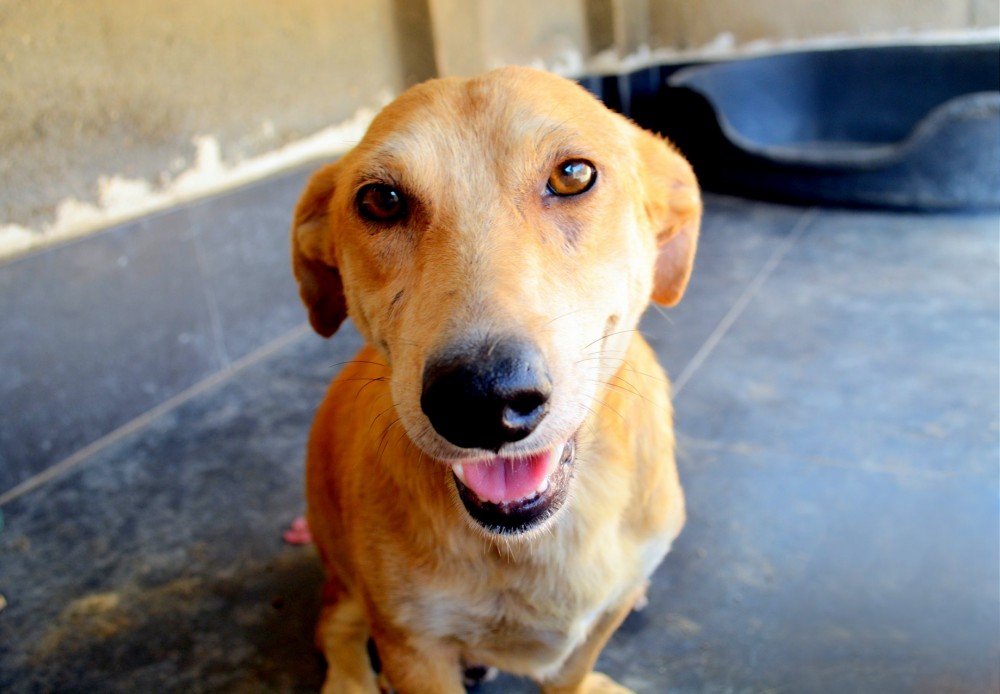Ficha de NICOLÁS Refugio Canino La Reserva