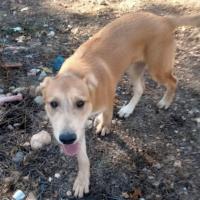 Foto de Melón (Busca acogida)
