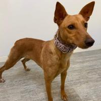 Foto de Canela (Busca acogida)