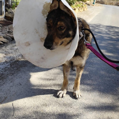 Mai  🚨 ¡URGENTE: ACOGIDA O ADOPCIÓN! 🚨