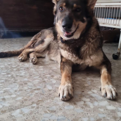 Mai  🚨 ¡URGENTE: ACOGIDA O ADOPCIÓN! 🚨