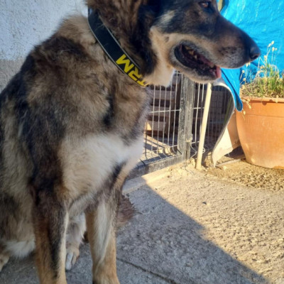Mai  🚨 ¡URGENTE: ACOGIDA O ADOPCIÓN! 🚨