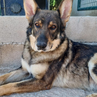 Mai  🚨 ¡URGENTE: ACOGIDA O ADOPCIÓN! 🚨