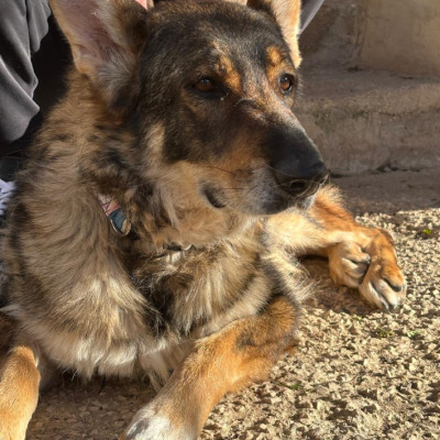 Mai  🚨 ¡URGENTE: ACOGIDA O ADOPCIÓN! 🚨