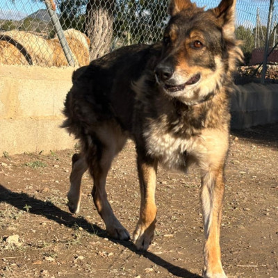 Mai  🚨 ¡URGENTE: ACOGIDA O ADOPCIÓN! 🚨