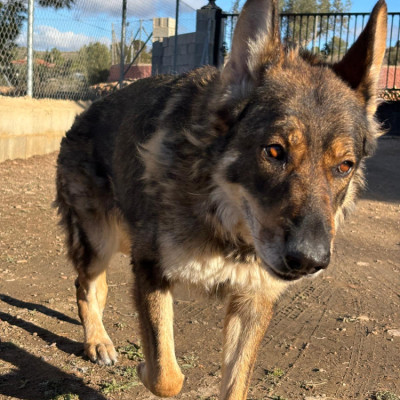 Mai  🚨 ¡URGENTE: ACOGIDA O ADOPCIÓN! 🚨