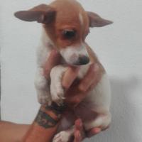 Foto de Hopper(ahora Fox)