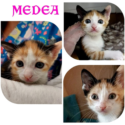 Foto de Medea
