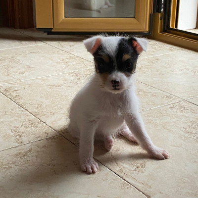 Foto de Kirigan