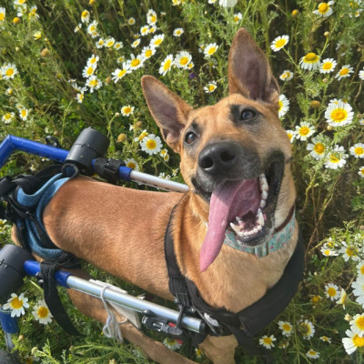 CASO URGENTE - INDIA