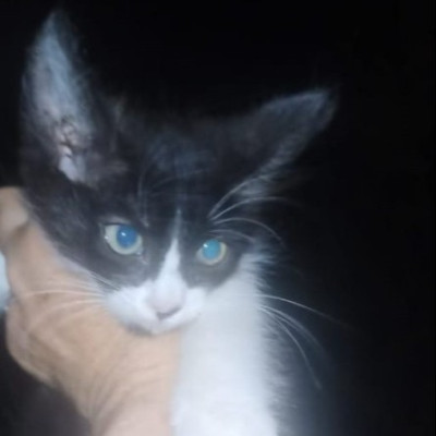 Sabrina