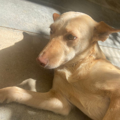 Chancla