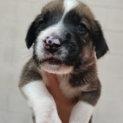 Foto de Moscatel