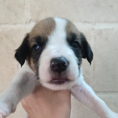 Foto de Txacoli