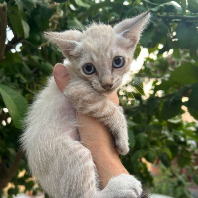 Foto de Nanuk