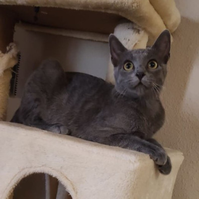 Mercury Cat
